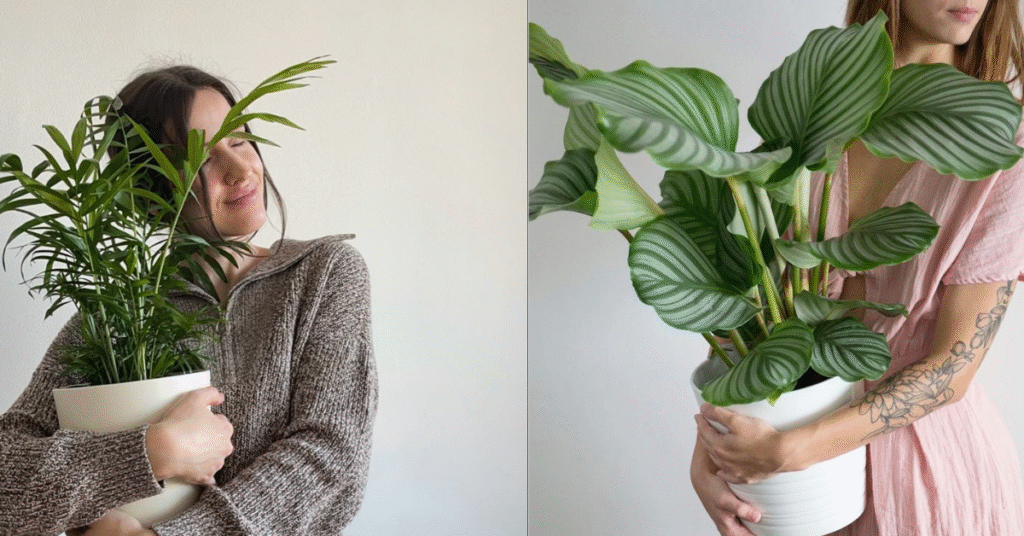 Como Minhas Plantas Me Ensinam Sobre a Paciência e o Crescimento